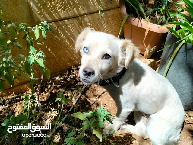 كلبة مالتيز أليفة مطيعة لعوبة مستوى عالي جدا من التدريب والطاعة