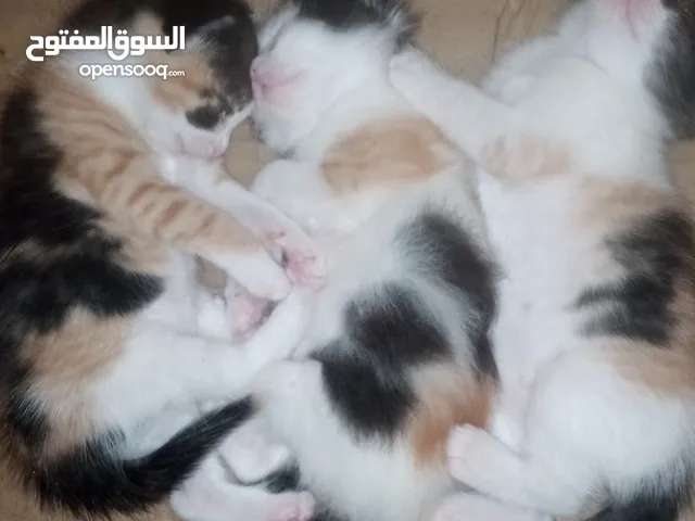 قطط للتبني