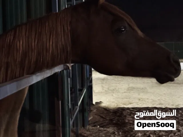 حصان بلدي قطعة طيبه