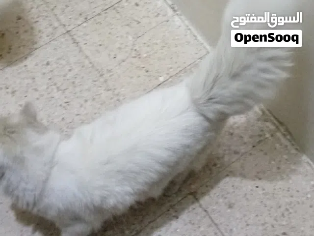 قط ذكر أليف في إب مع التوصيل