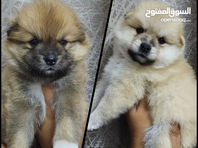 Mini Pomeranian pure home born puppies