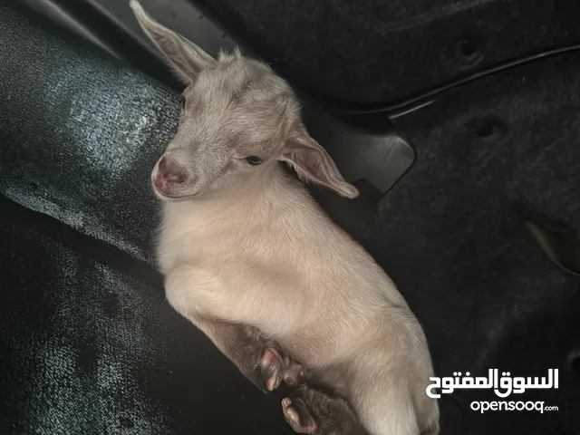 ماعز قزم .
