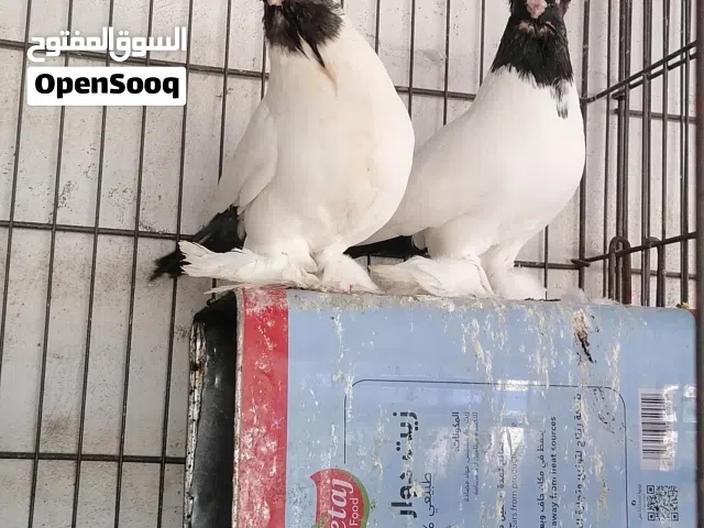 جوز ملك جبل مستوى اول