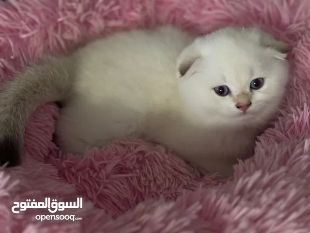 Cat for adoption