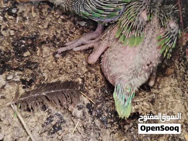 بغبغاء الدرة الهندي للبيع