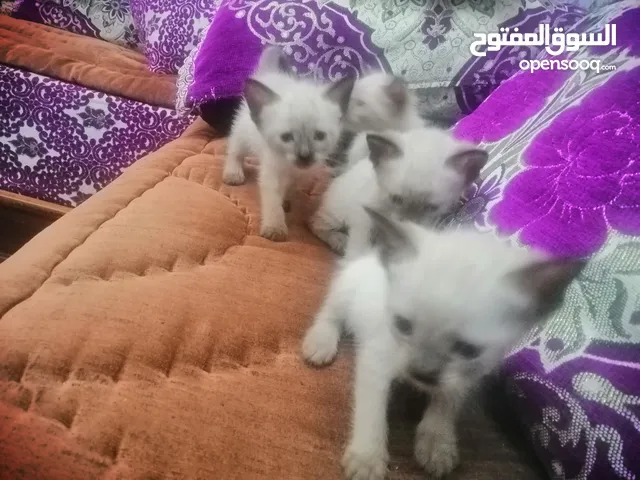 بيع اثنان قطط سلاله