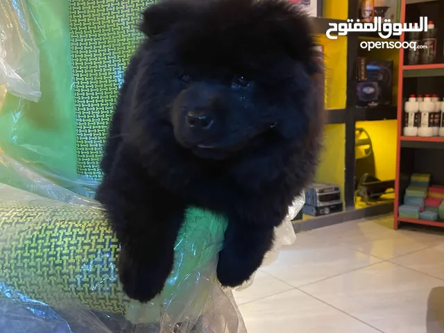 كلبين نوع تشاو شاو