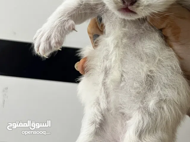 قطط هملايا صغار