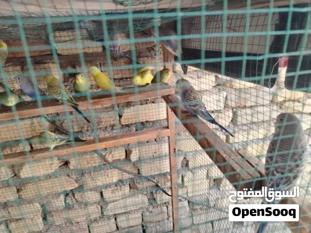 طيور حب 15 زوجع الزوج