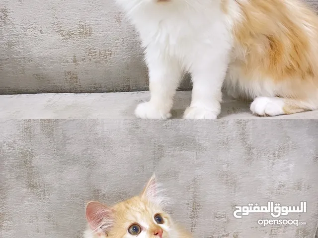 قطة للبيع شيرازية العمر 3 شهور