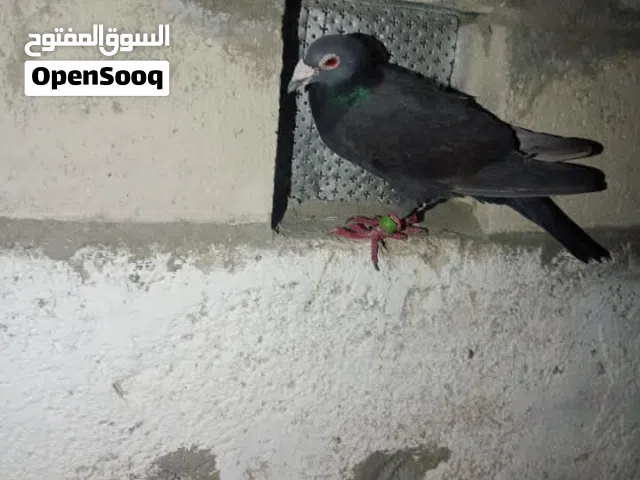 موجود هذول 18حبه للبيع قطعه كامله طيارات مع بعض