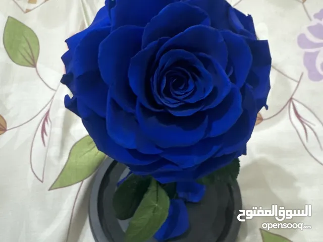 Single Forever Rose/وردة واحدة للأبد