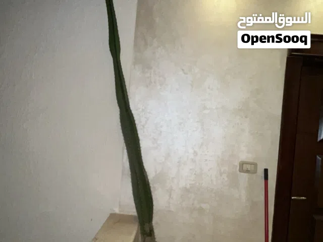 للبيع صبّارة عمودية طويلة جدًا