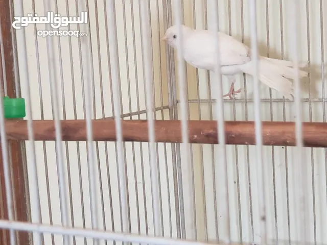 أنثى كنار أبيض صافي للبيع