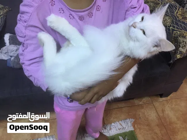 White Parisian cat for adoption