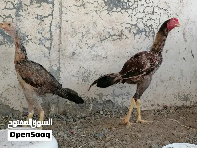 دجاج سندي اصيل اقرا الوصف