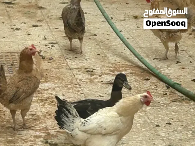 دجاج بياض وبط