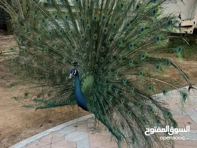 Peacock 2 years