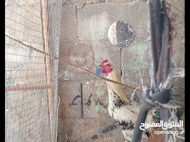 ديك بلدلدي للبيع