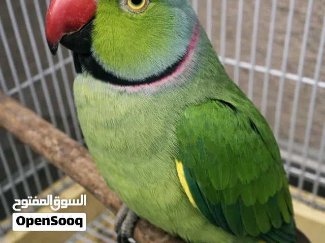 للبيع ذكر ببغاء درة مطوقة بالغ (متكلم)