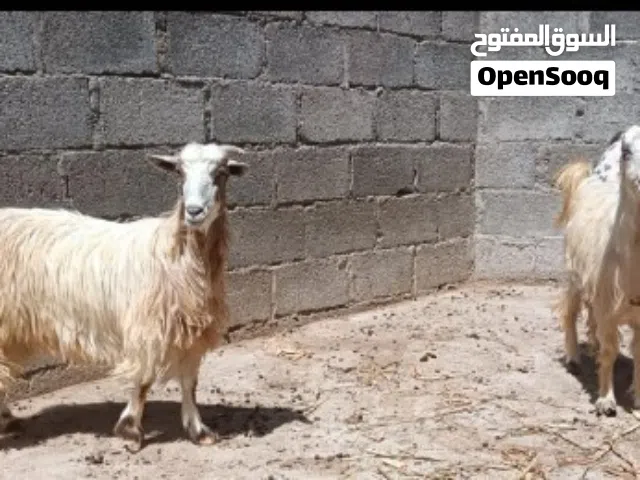 غنم سمان ذبايح او تربيه حلال طيب