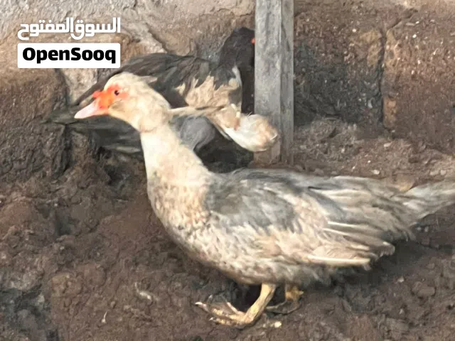 بشوش مصري كبار  لون رصاصي  مكاني أبو خصيب