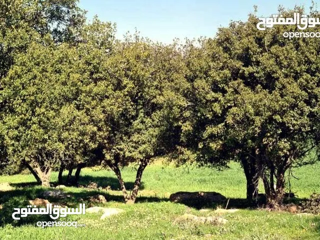 اربعه دونم للبيع في السلط جلعد _حوض القليب