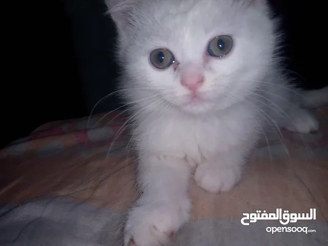 قط لبيع اب هميلايا وام شيرازي