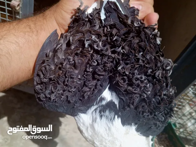 حمام نكرو افحله ثنين ونثيه