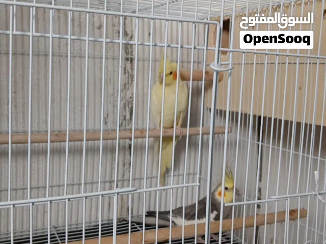 زوج كوكتيل جاهز ومنتج من قبل