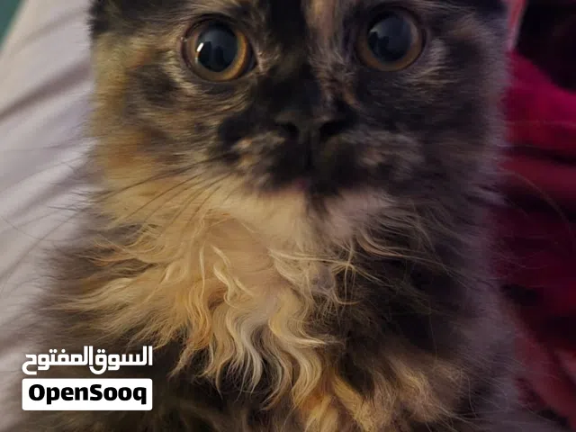 Adorable Long Hair Kitten – Ready for New Home