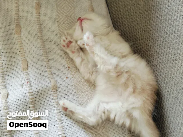 قط شيرازي.....
