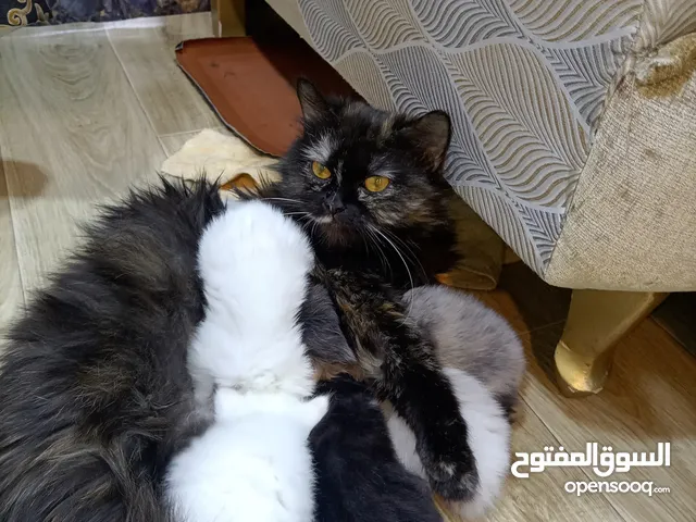 قط هملايا مع صغارها عدد 4