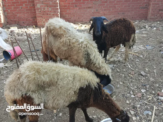 نعجه ولده نتايه نعجه لحم د55كليوا