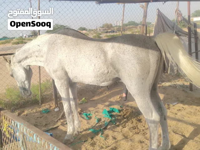 خيل إنجليزي للبيع المستعجل