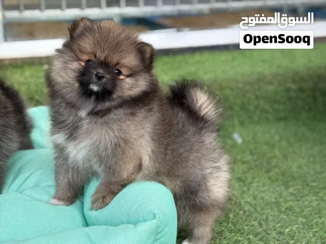 بوميرنيان حجم سوبر ميني ذكور واناث جميع اللقاحات اللازمه وجرعه الدود