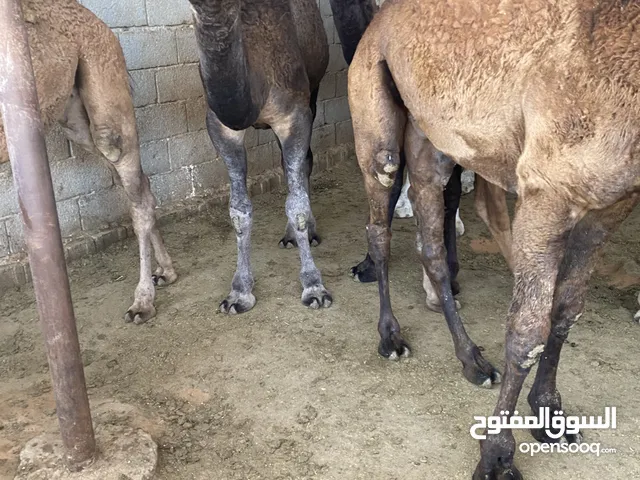 حيران وطنيه للبيع مكان مصراتة