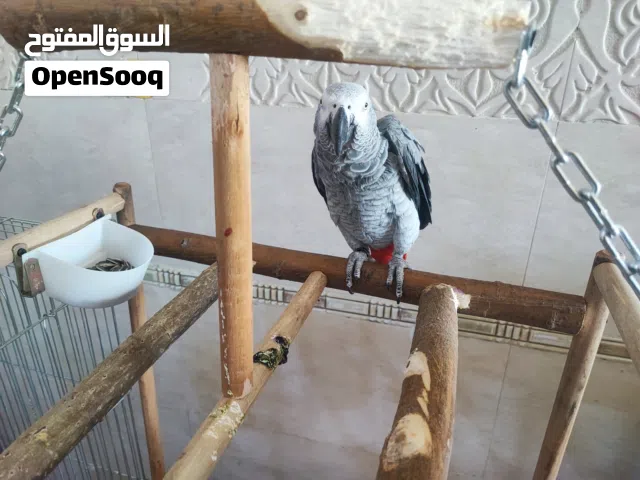 كاسكو اليف لا جعره ولا عضه لكن بدون كلام