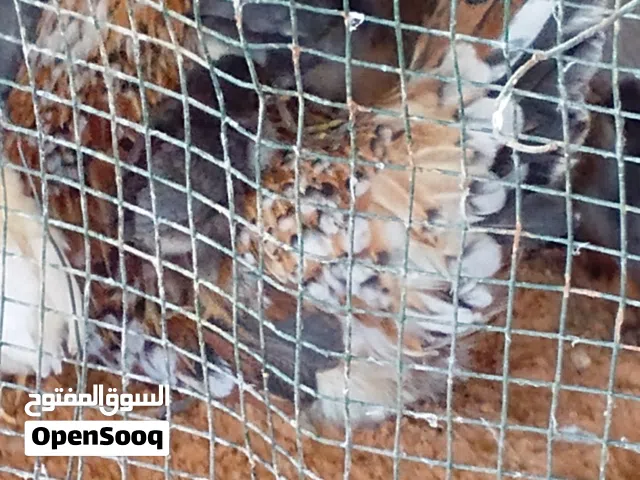 دجاجه زهريه مفلسه