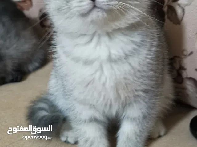 سكوتش فولد 3 واحد سكوتش ستريت