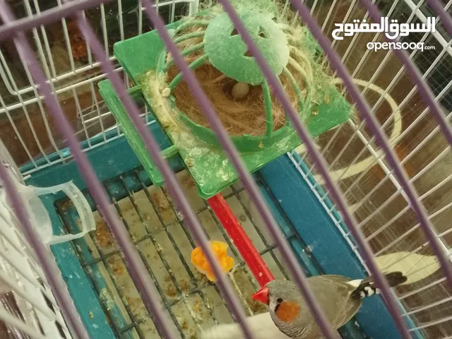 عصافير جنة للبيع مع عرض قوي