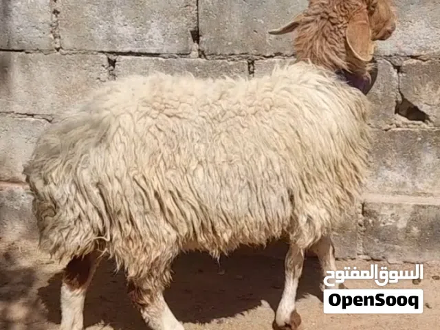 عقائق ذبائح نذر غنم بلدي سن نظيف الموقع سحاب