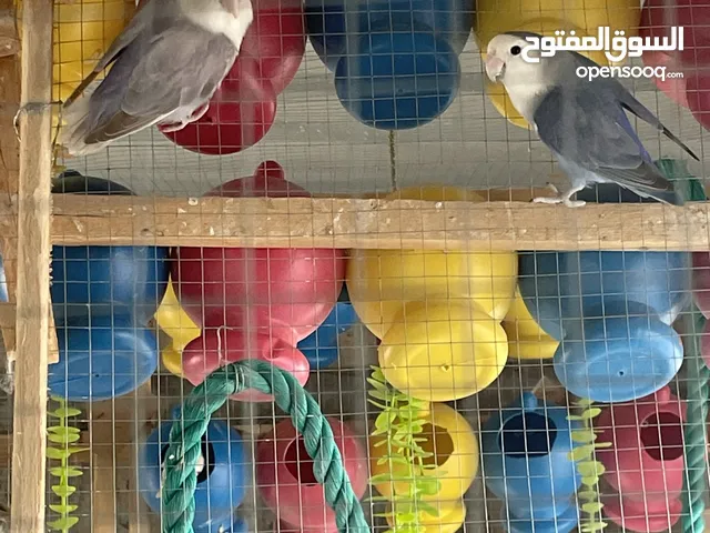 جوز روز شغال