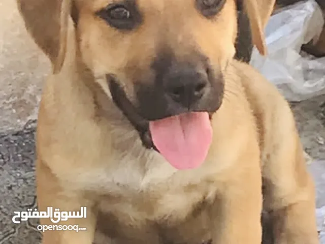 كلب هجين الأب چيرمان و الأم بيتبول 50 يوم عمره البيع لغرض السفر كثير لعوب ومرح مع الاطفال