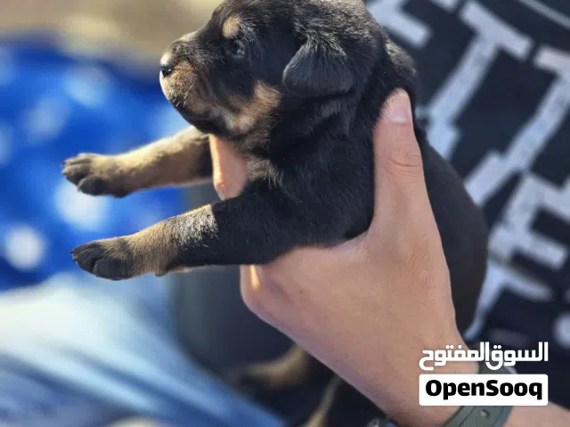 جراو روت وايلر جامبو حجم ضخم جمجمة جراو جيرمن لونق هير كسحه