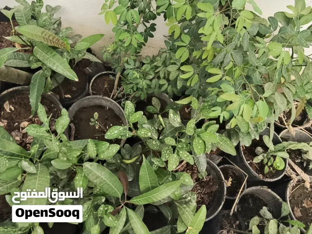 شتلات مانجو وليمون