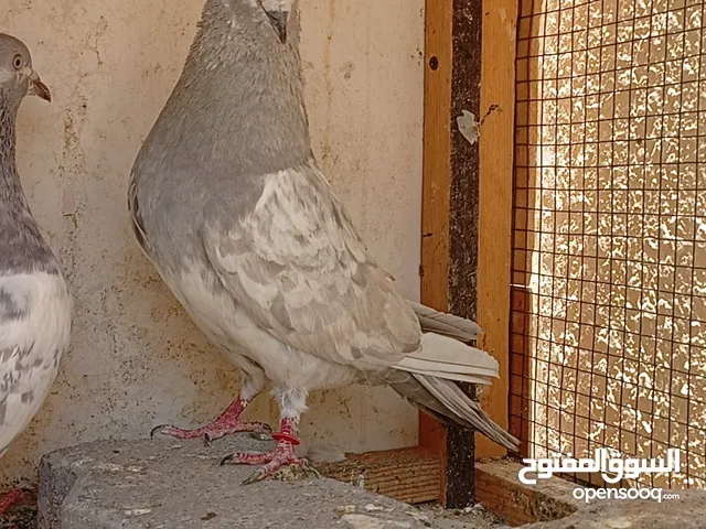 حمام باكستاني سليتي
