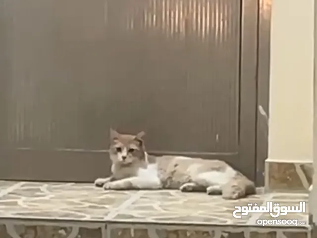 قطوه للتبني في منطقة البسيتين السايه