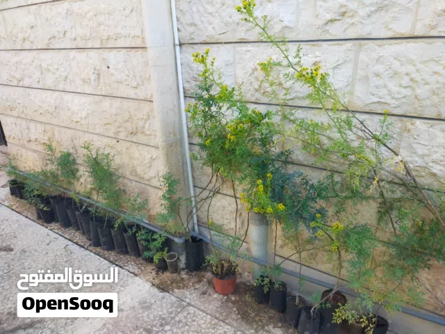 شتلات نبات الفيجن او السذاب العطري رائحة نفاذة دائمة الخضرا صيف شتاء .