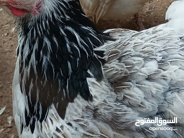 بيض       دجاج براهمي  يوجد ايضا دجاجه فيومي وديك فيومي وايضا 6 حبش عمر 4 شهور